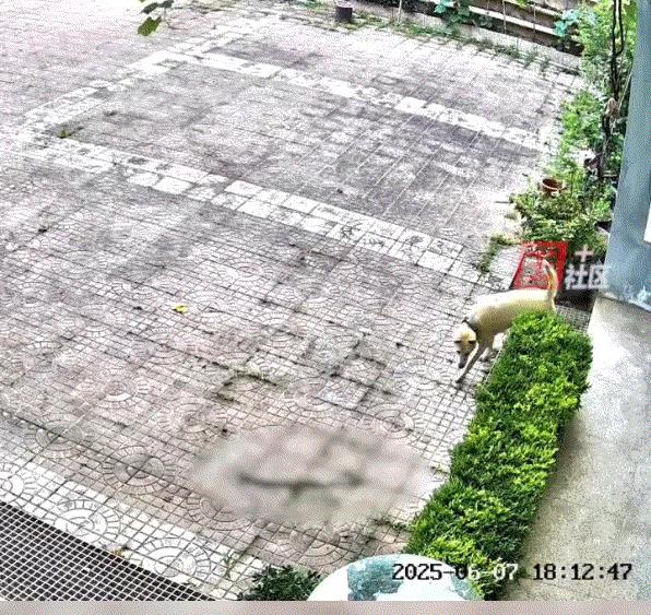 太忠诚了！江西赣州，一狗子发现自家院子里进了一条蛇，见主人出门来到院子时，狗子为