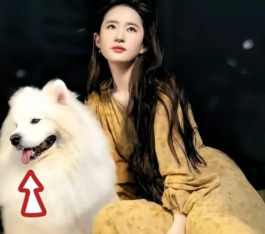 刘亦菲该做的事一样没做没结婚，没成家，也没有孩子，现在都36了一