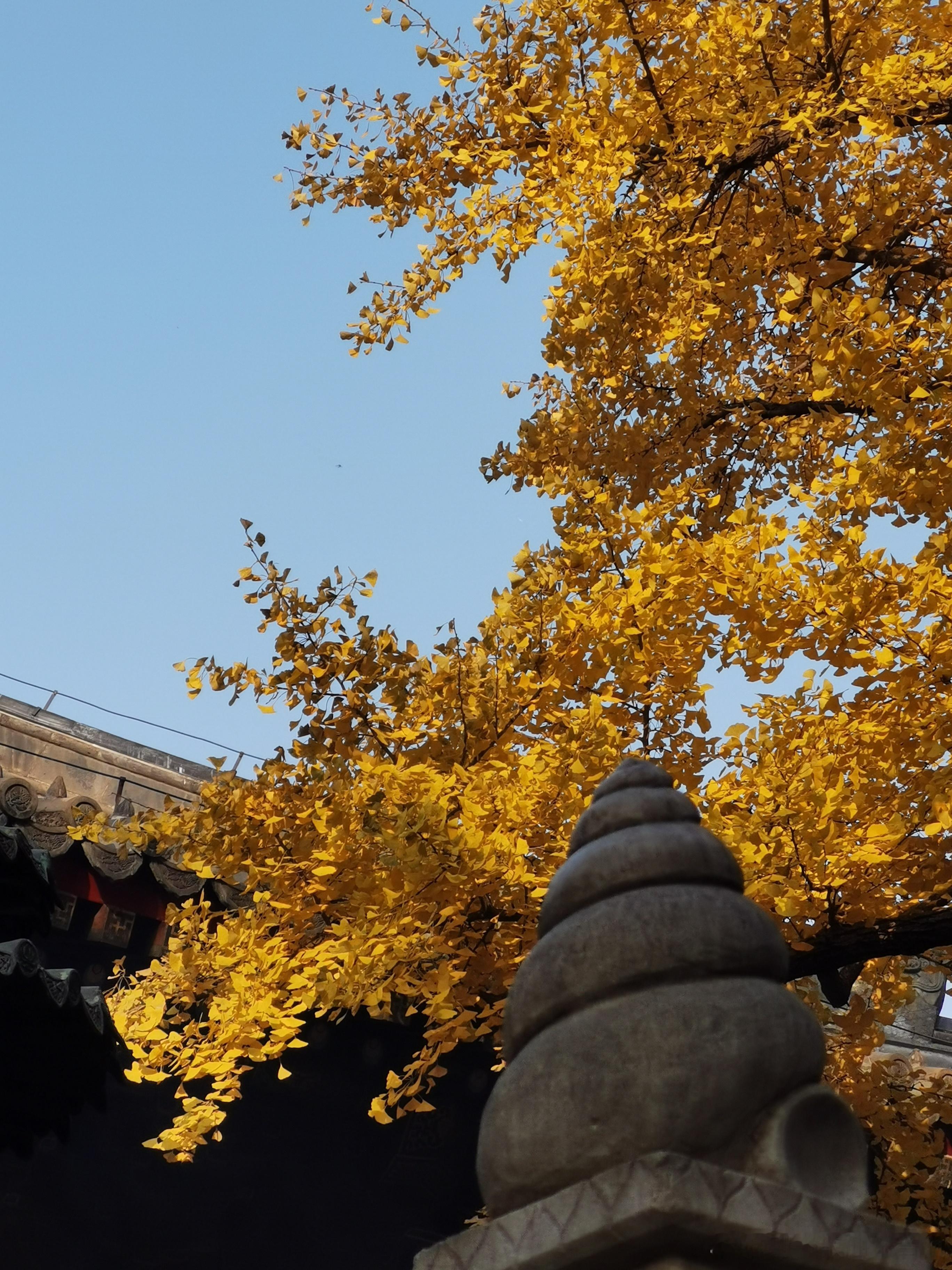 大美红螺寺，庙里一片秋色。  摄影