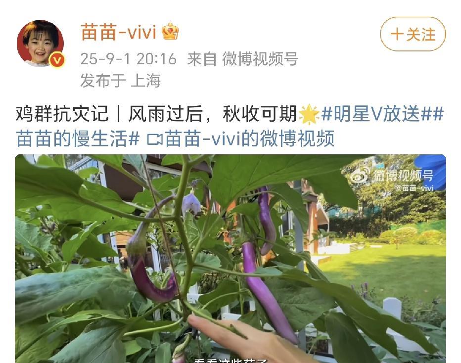 苗苗种菜养鸡很用心！看完视频，对苗苗有了新的认识，有些佩服。很真实的种蔬菜，养