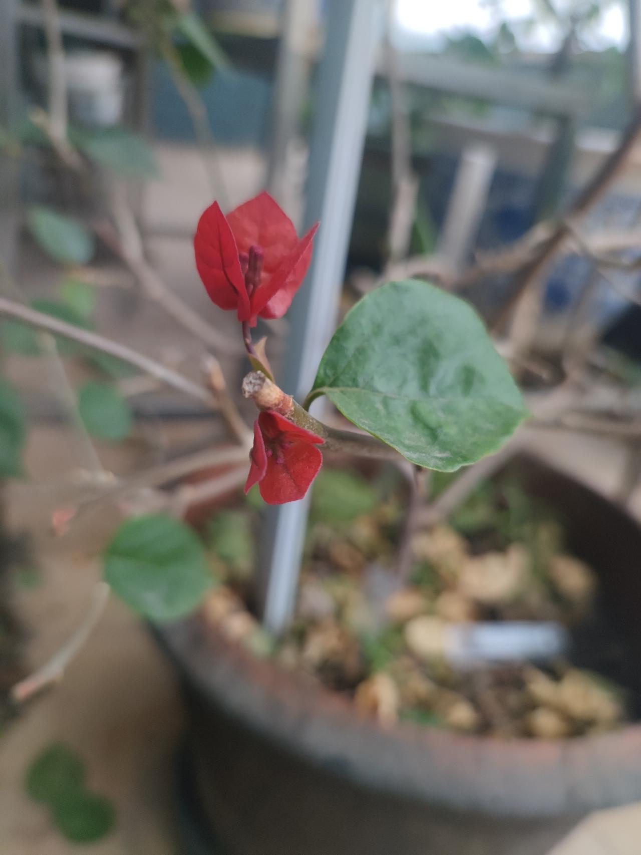 养了两年，三角梅总算要开花了！！！​撒花！！！