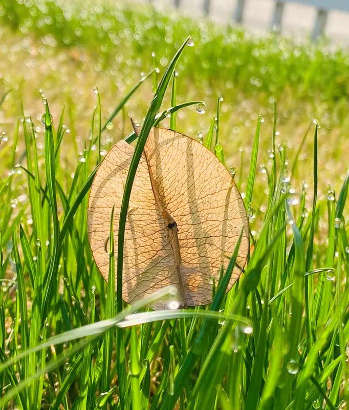 生命的本质是什么？从科学看，它是以负熵为生的动态系统，靠新陈代谢更新，承载基因繁