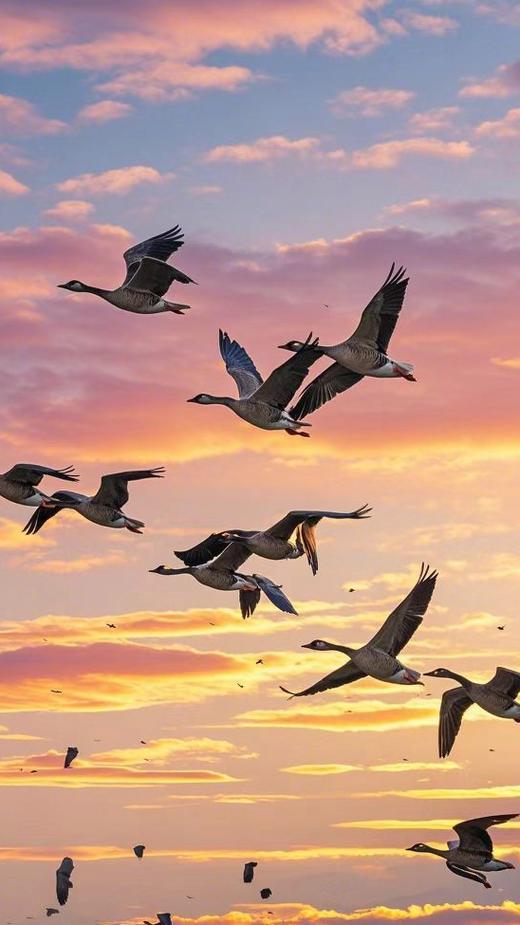 请您对下联谢邀上联：长空雁鸣声声远，下联：山间溪流影影长，下联：野径花飞阵