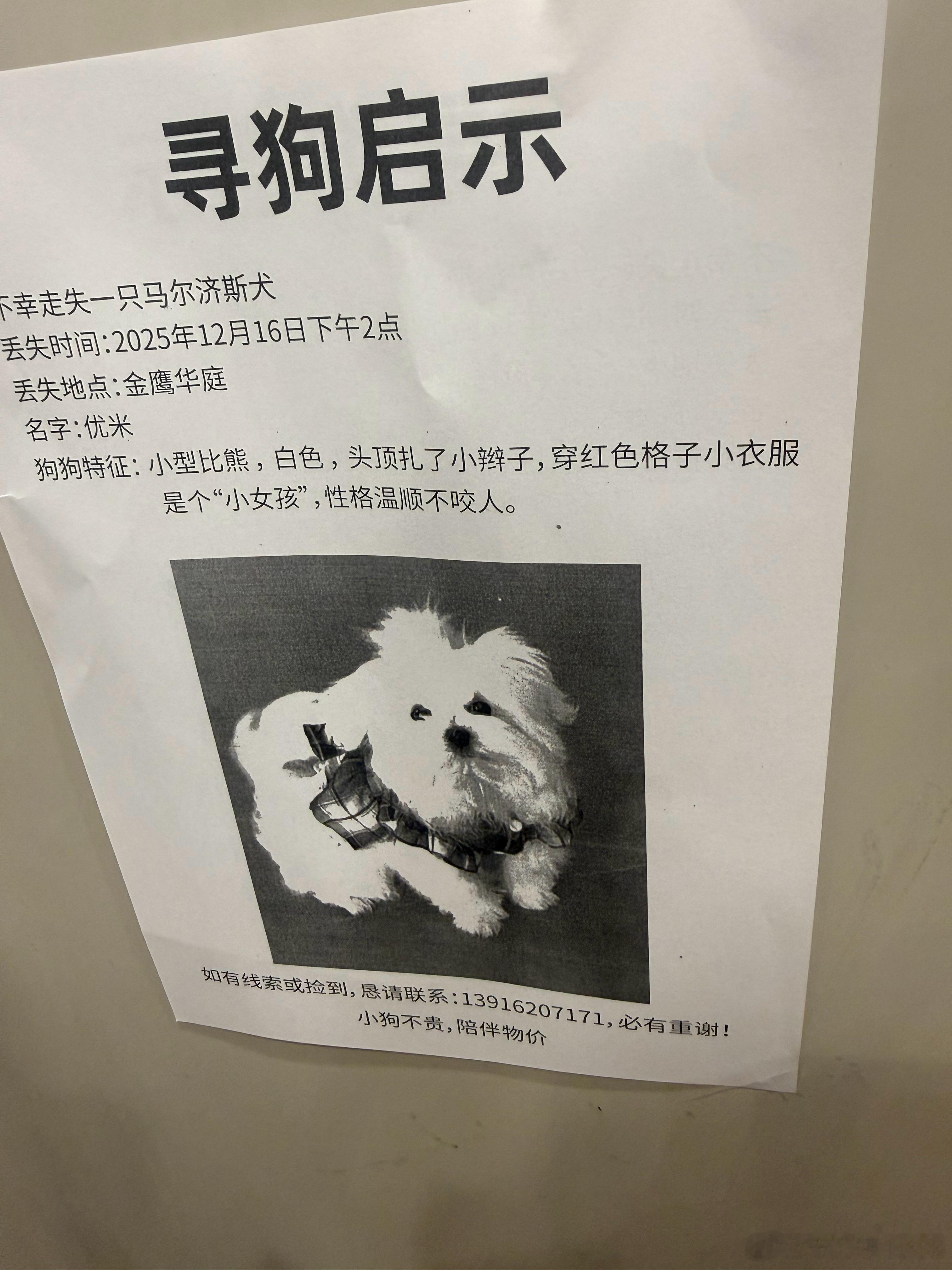 刚回到家就看到电梯里贴着“寻狗启示”主人一定急坏了从小区大门到每栋楼电梯里贴满了