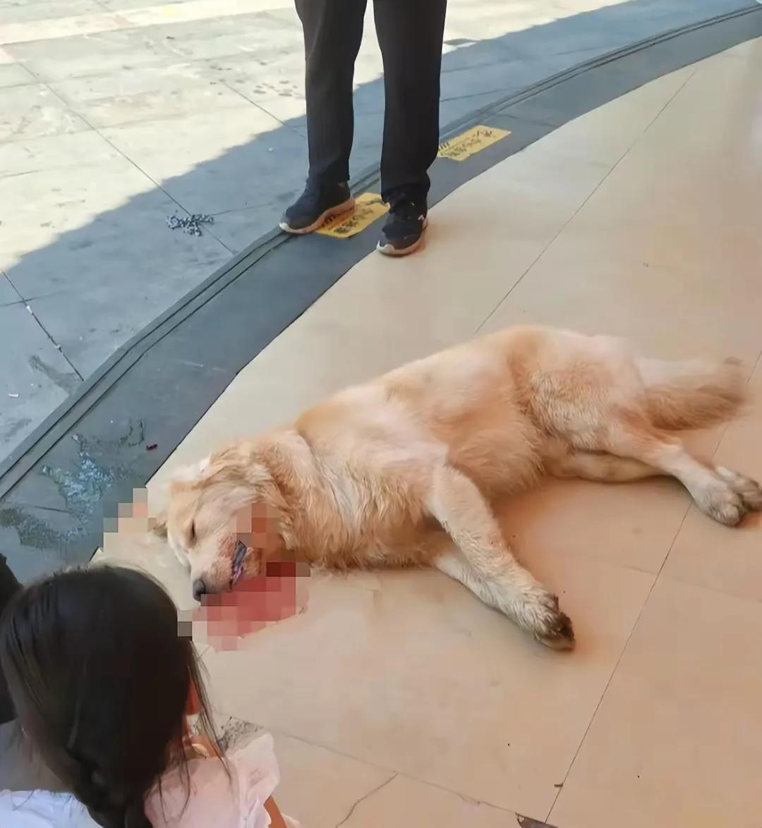出门遛狗不牵绳，獒犬龇牙路人慌，打死算它命该亡！[捂脸哭]我真的不想，当下的