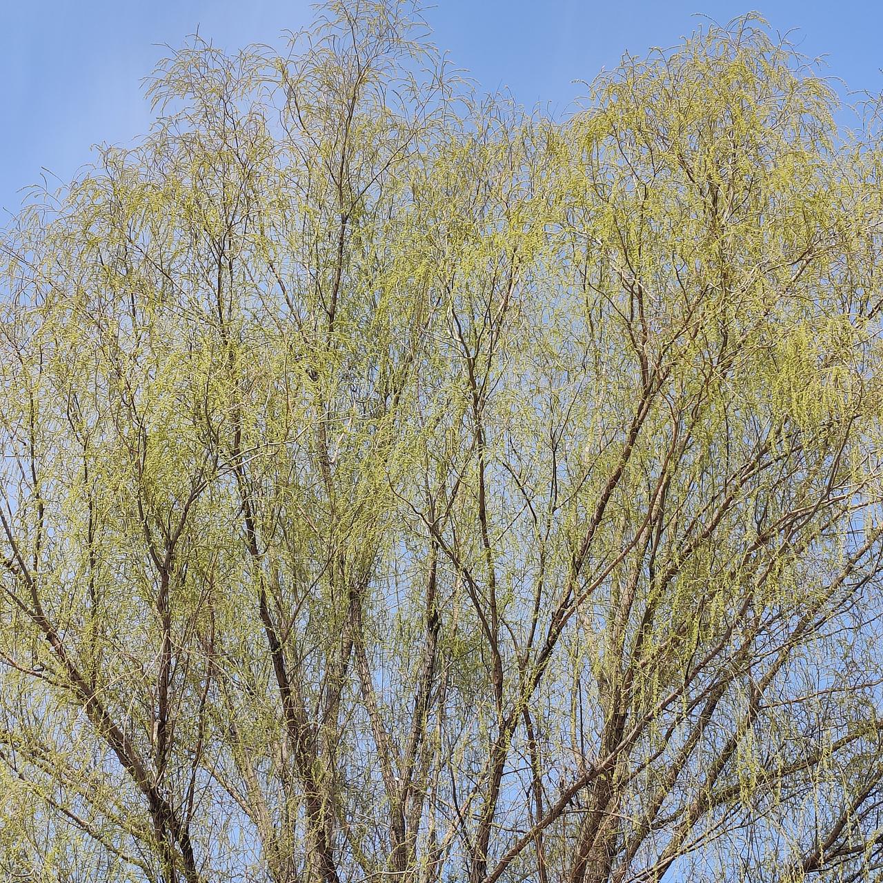 我用过的智能手机都是国产品牌。第一部:中兴第二部:魅族第三部:小米第四部