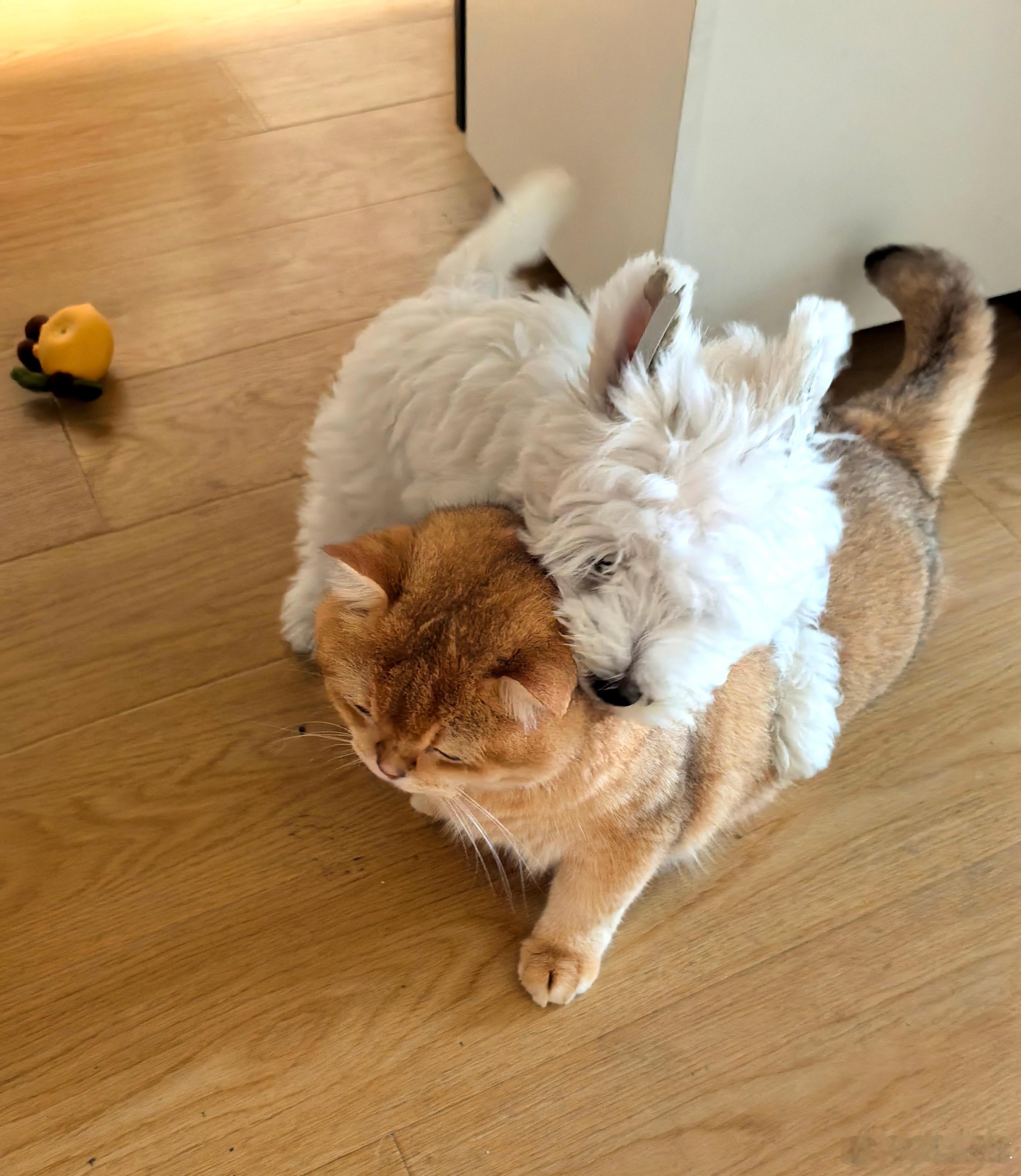 小狗趴在猫猫身上，猫猫一脸生无可恋，仿佛在说