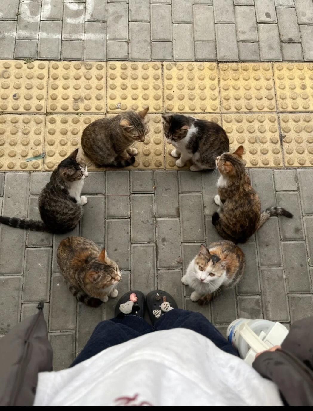 恭喜你来到了猫猫的朋友圈