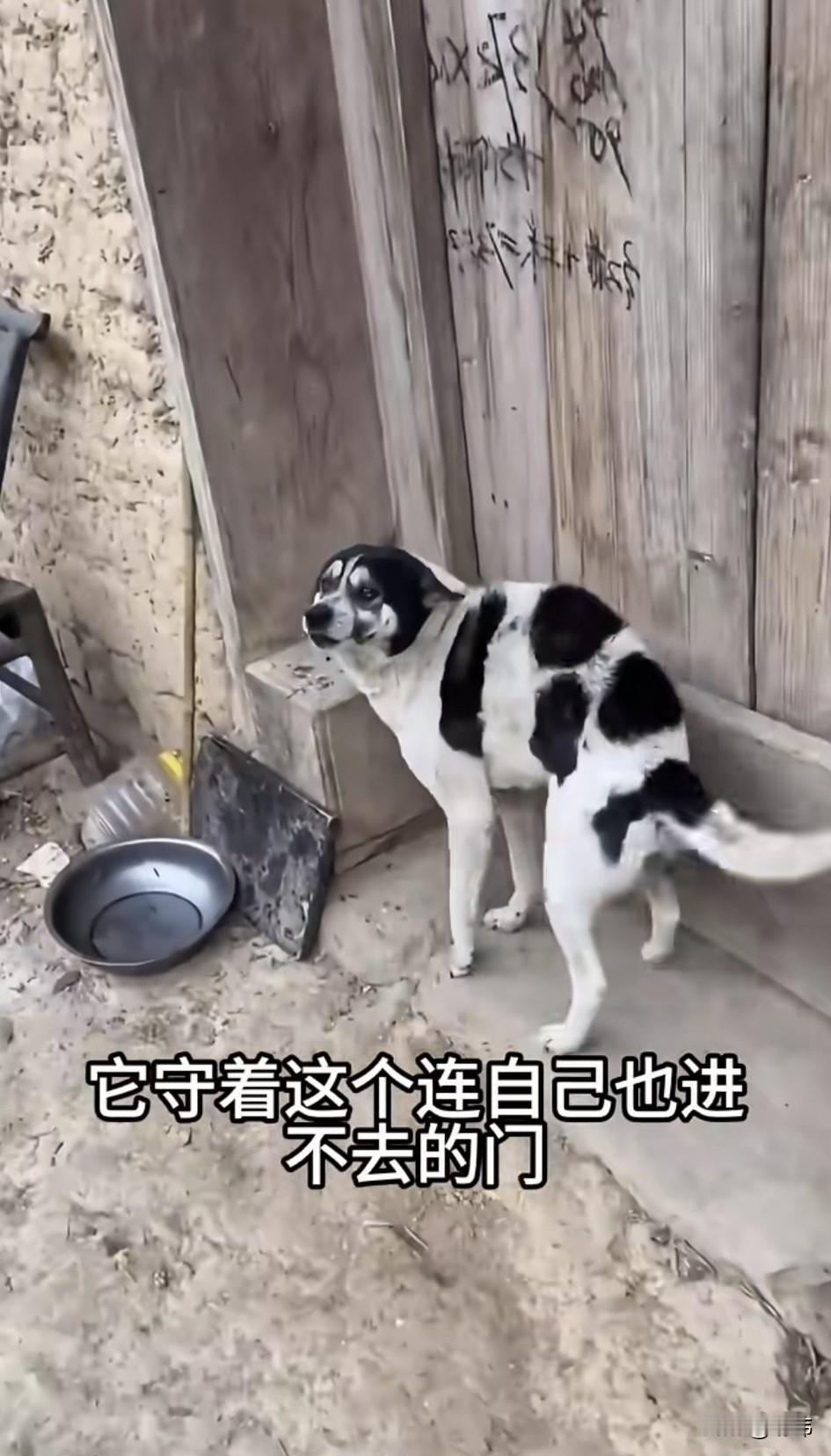 泪目了！这才是真正的忠犬，这天一位小哥哥去一个村庄里玩，当他走到一户闲置的老房子