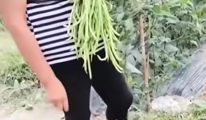 本来就是自己做错了，还连累了其他省份的朋友一女子在海南田地里摘别人家的豆角，被
