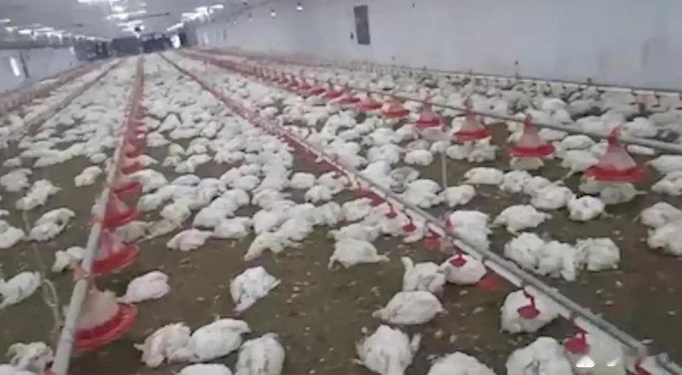 印度养鸡场5300只鸡被热死！其经济增速预期下降四五十度高温，真的很难养鸡……