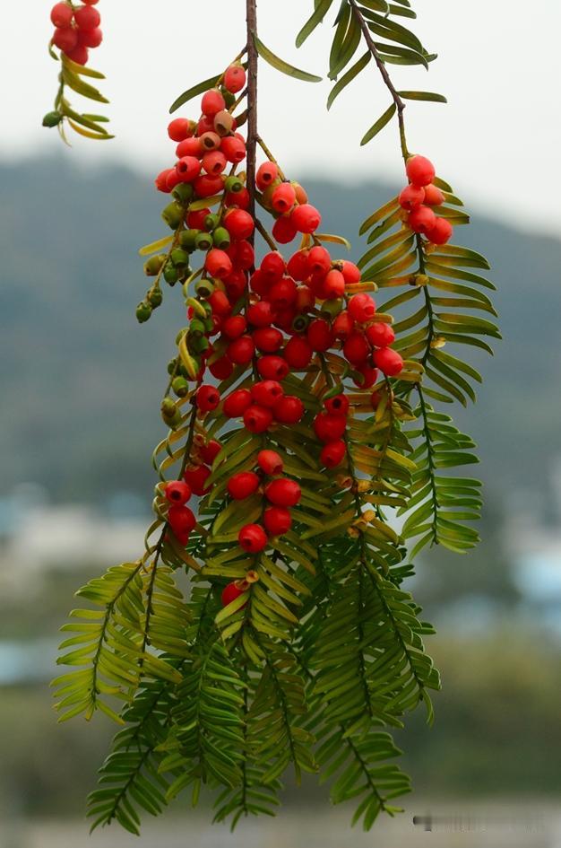 寒冬渐近，枝头的红豆杉果已悄然染红。看那枝桠间，熟透的果实如粒粒玛瑙，晶莹剔透，