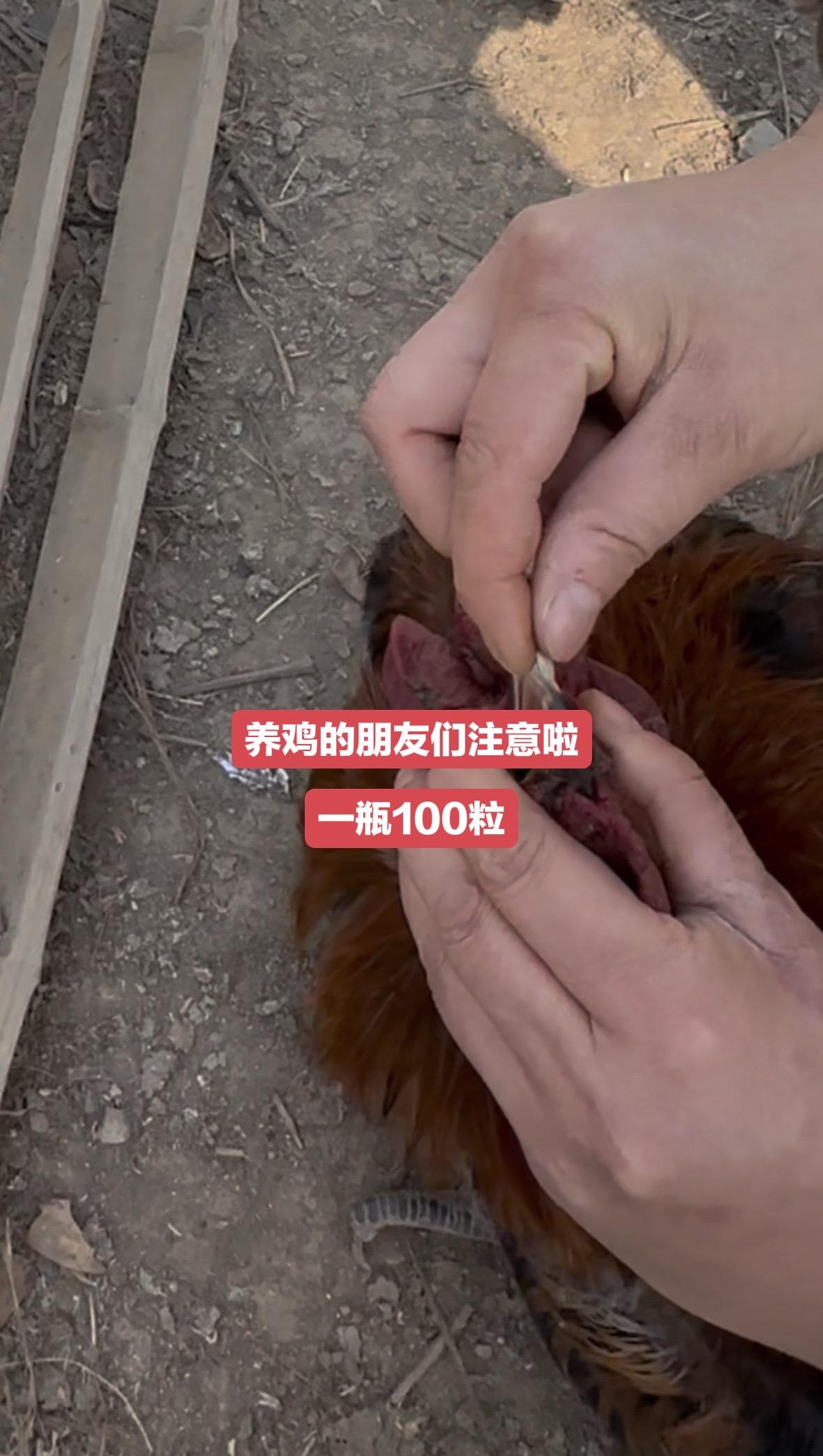 养鸡人分享养殖知识传播正能量养殖鸡鸭鹅养殖场专用