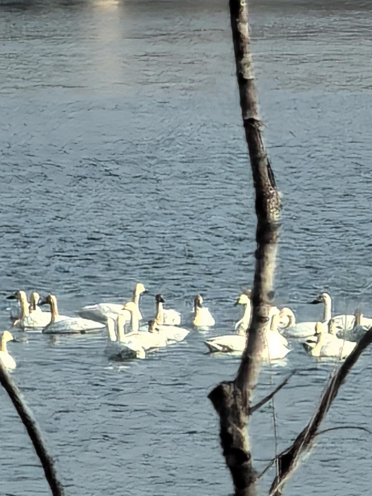 分享你镜头下的自然风光春天不知不觉地就到来了，北飞的白天鹅途中憩息时，特别的优雅