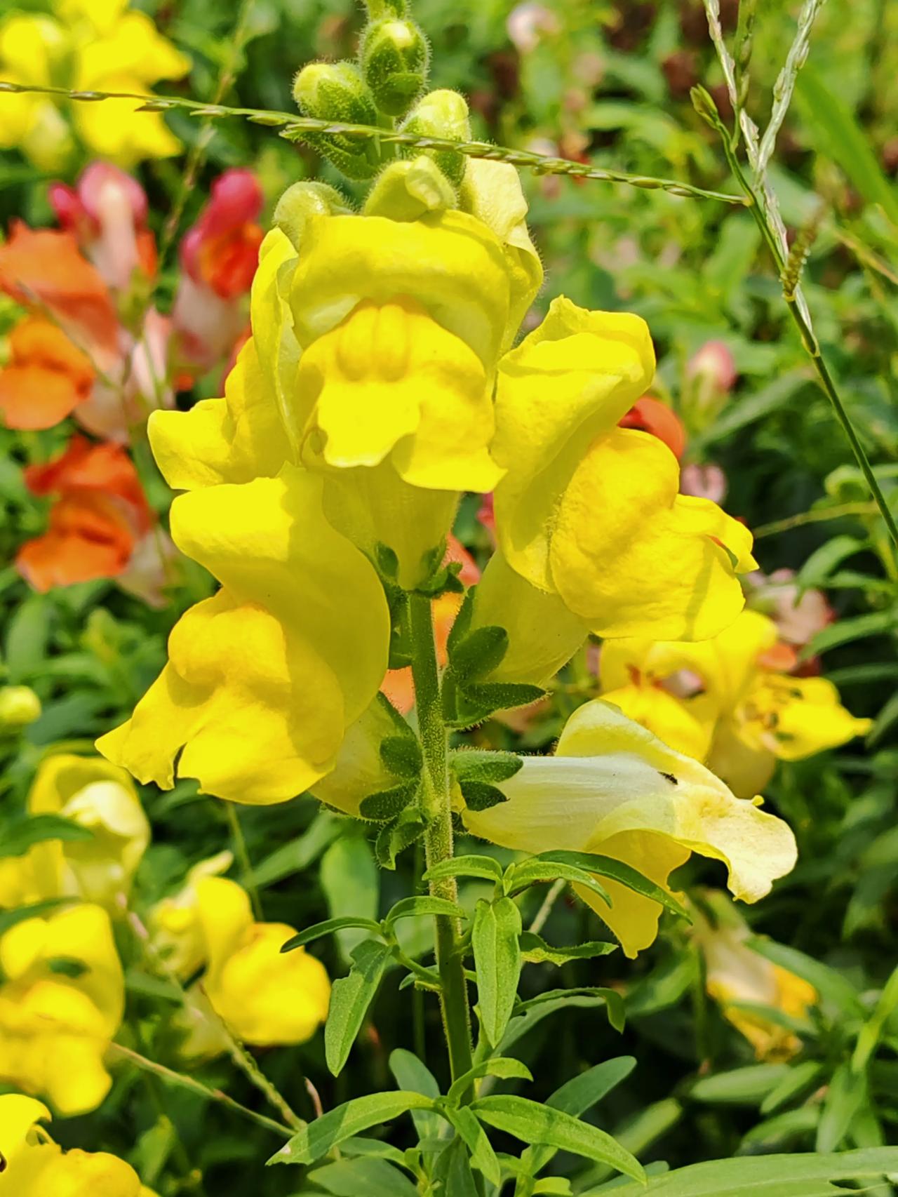 娇艳欲滴在阳光下灿烂的肆无忌惮