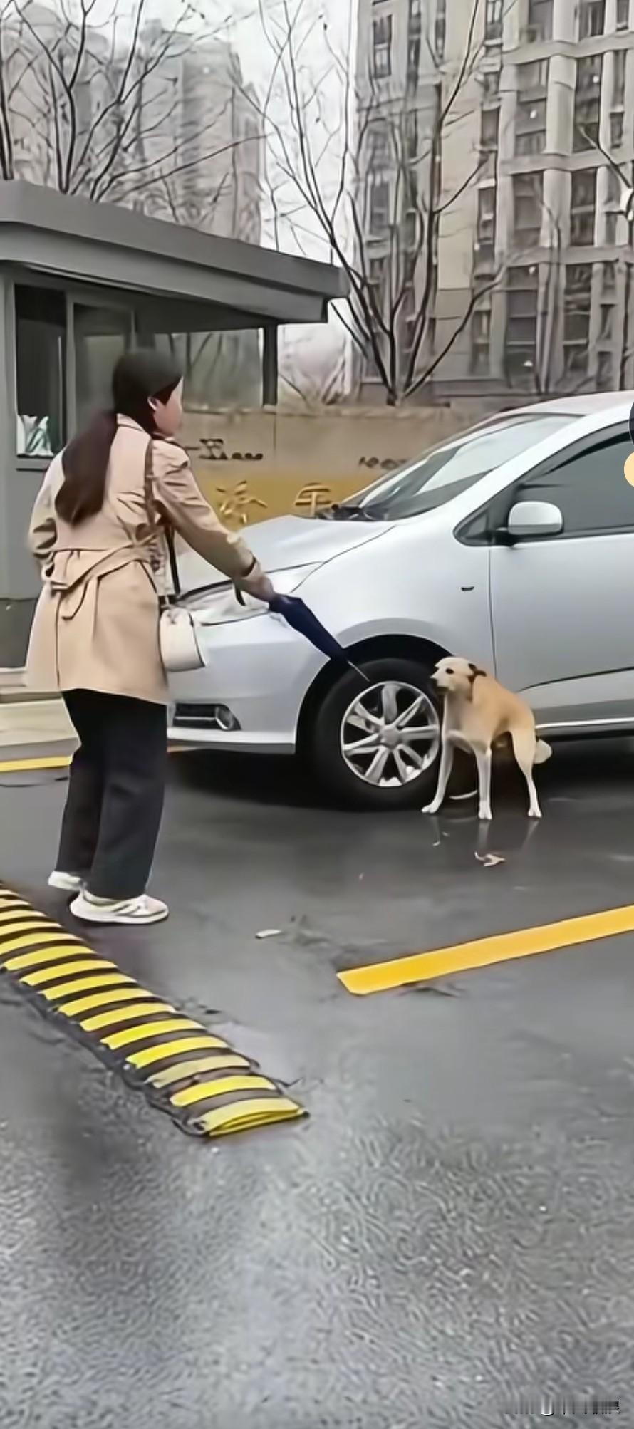 女主人正在教训自家的狗狗，还动手打了它。路过的婆婆是个爱狗人士，见此情景路见不平