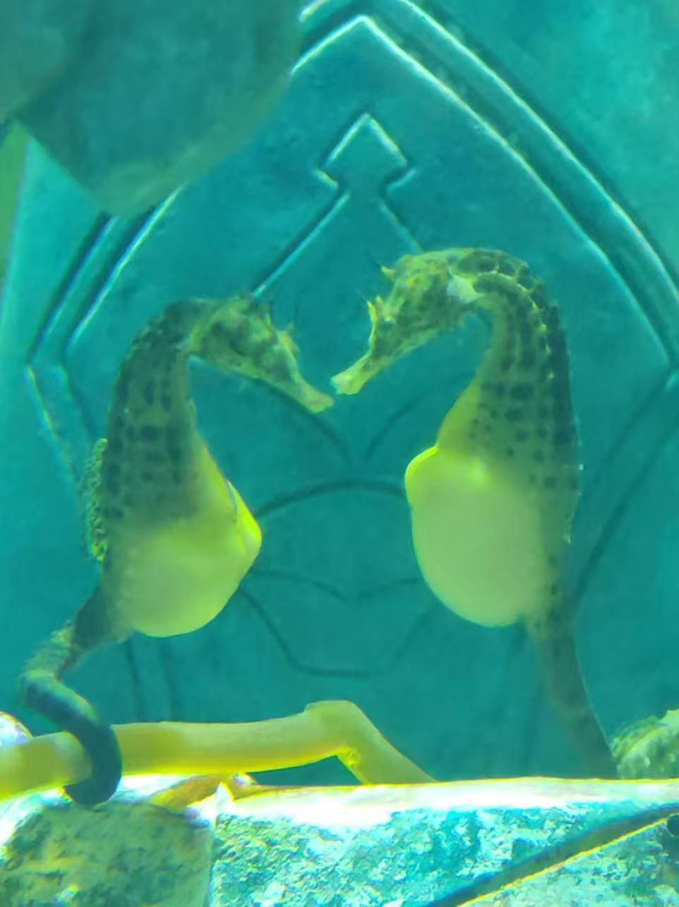 海南三亚，超美水族馆超适合家人一起游！