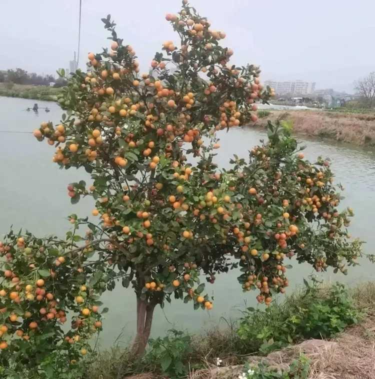 河边的土地就是肥沃啊