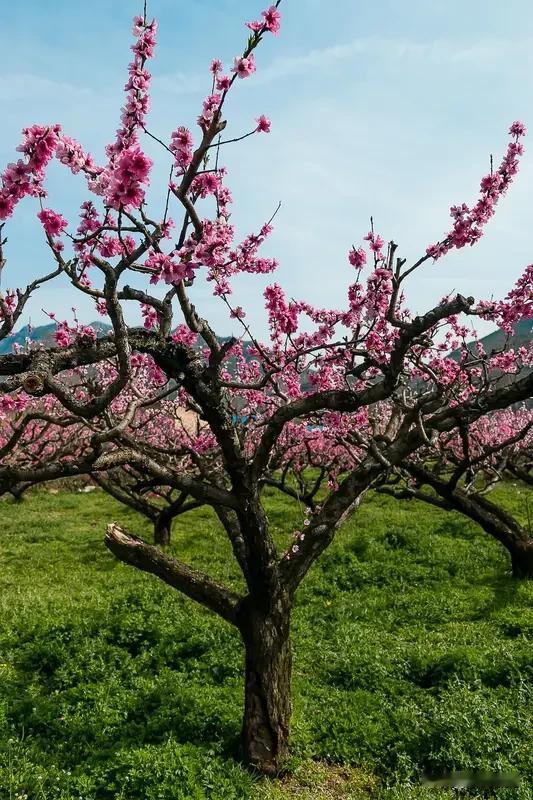 桃树上是先有绿叶还是先有桃花?桃树上是先有桃花后有绿叶。大多数花卉先长叶再开花