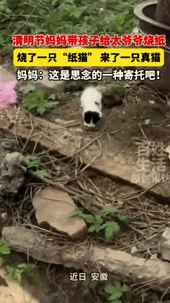 科学解释不清了！安徽，13岁男孩给去世的太爷爷烧纸，特意烧了一只纸猫，怕老人在那