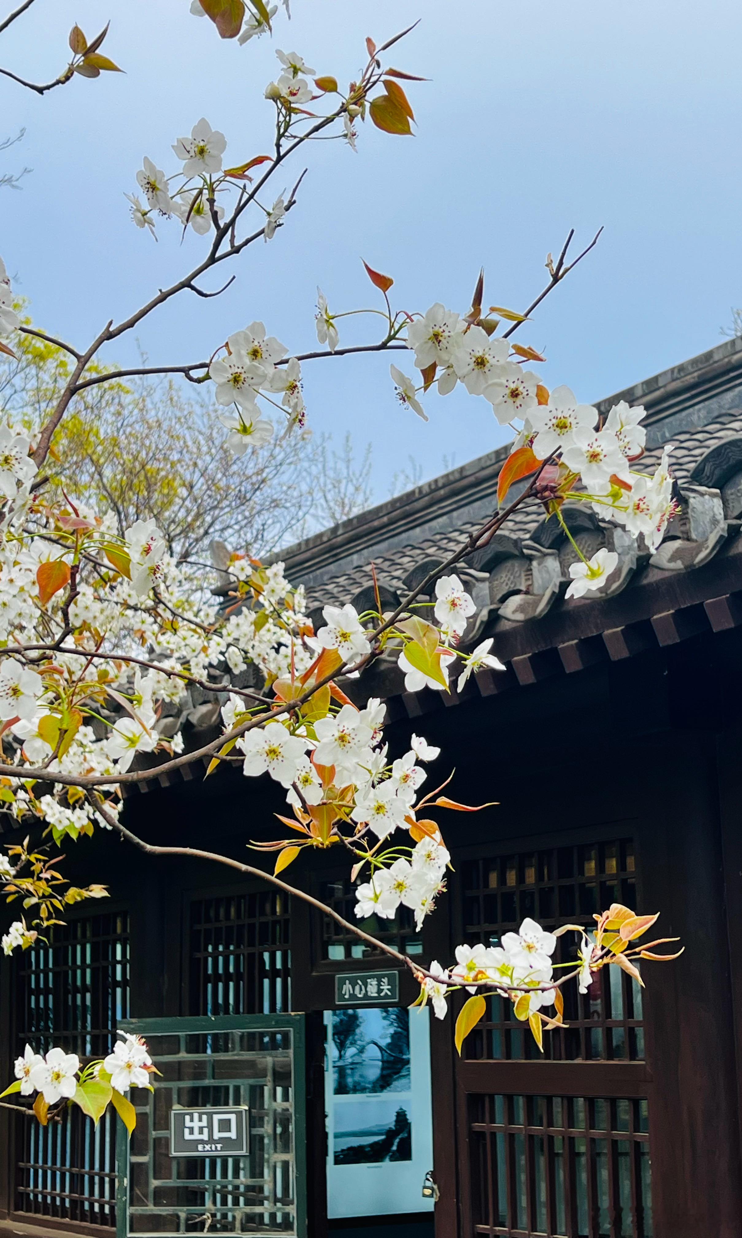 国家植物园曹雪芹纪念馆梨花开摄影