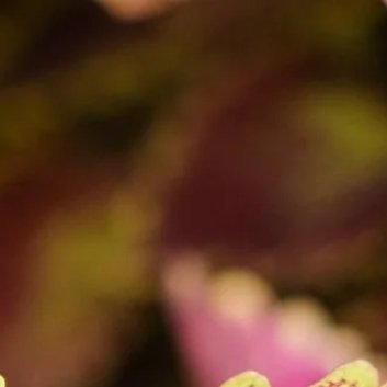 种植🍂彩叶草的养殖方法和注意事项：一、养殖方法：1.光照：彩叶草喜光，但在夏