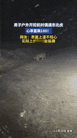 心率飙到180！吉林，男子大晚上在户外开挖机工作，从林子里却窜出来一只东北虎，双