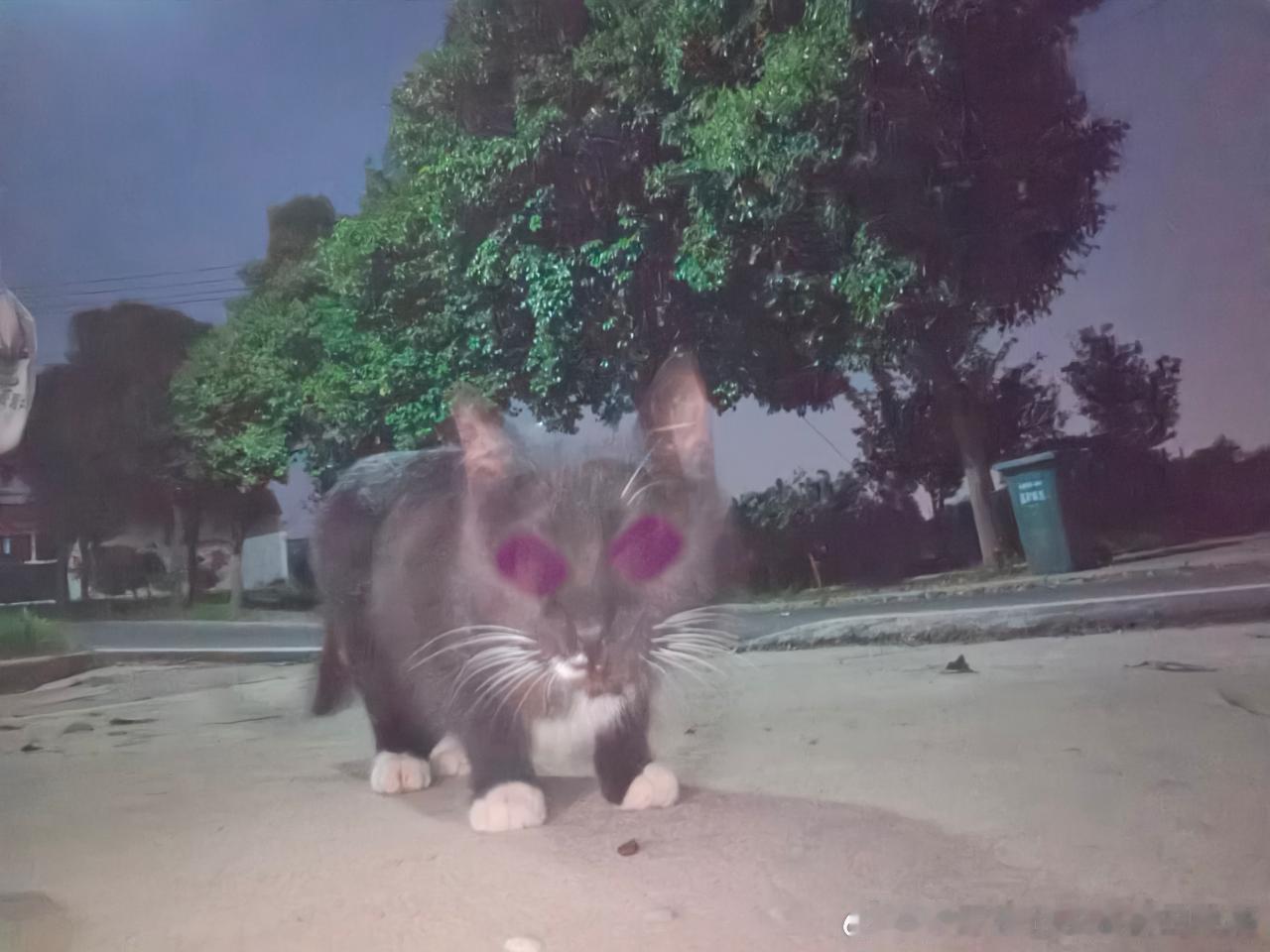 49604朋友喂猫粮时拍的，以为看见了奥特之王