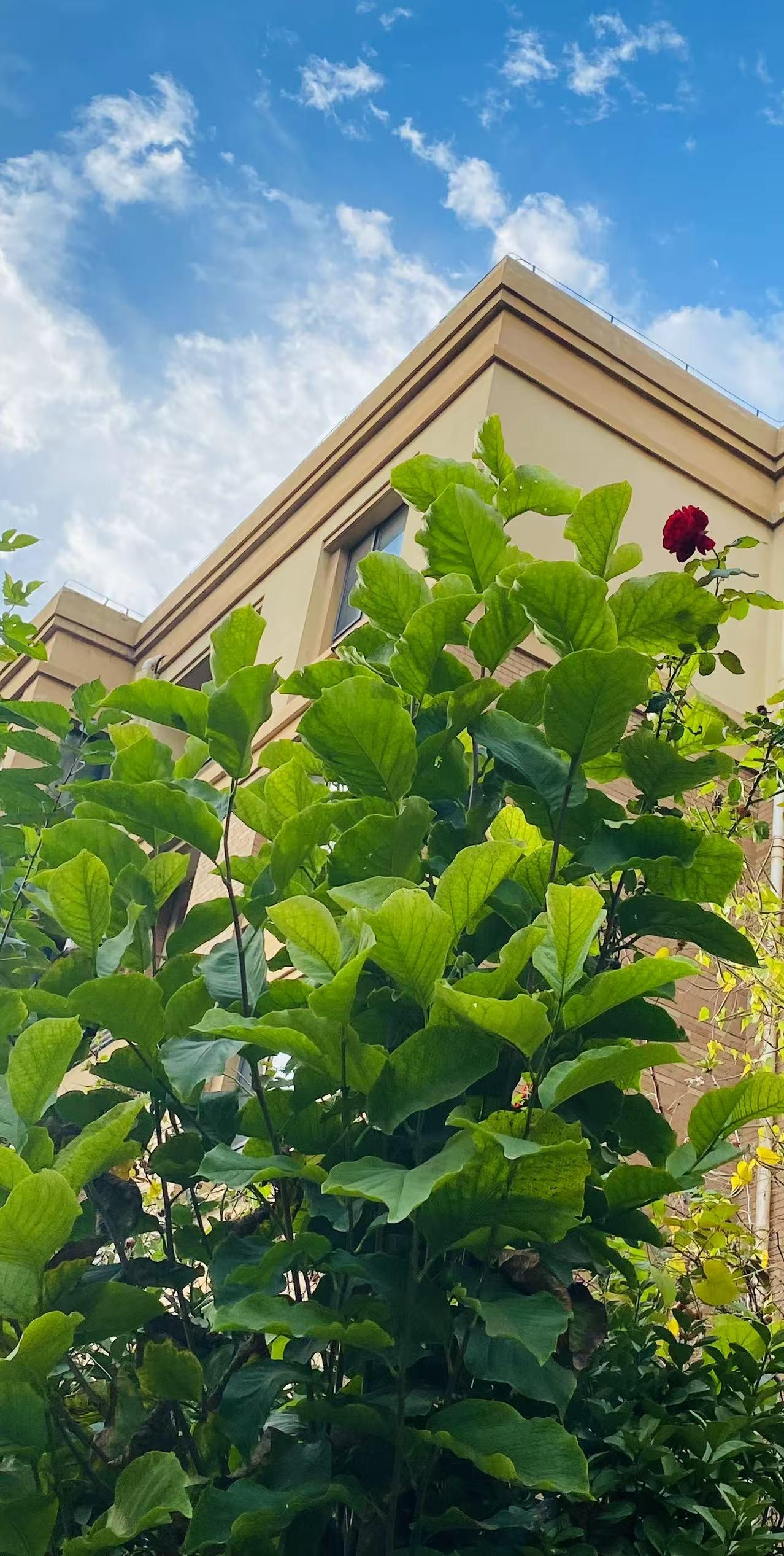 看这花这个大体格子！长得快比树高了！大家看看这是月季花吗？这是要成精啊！