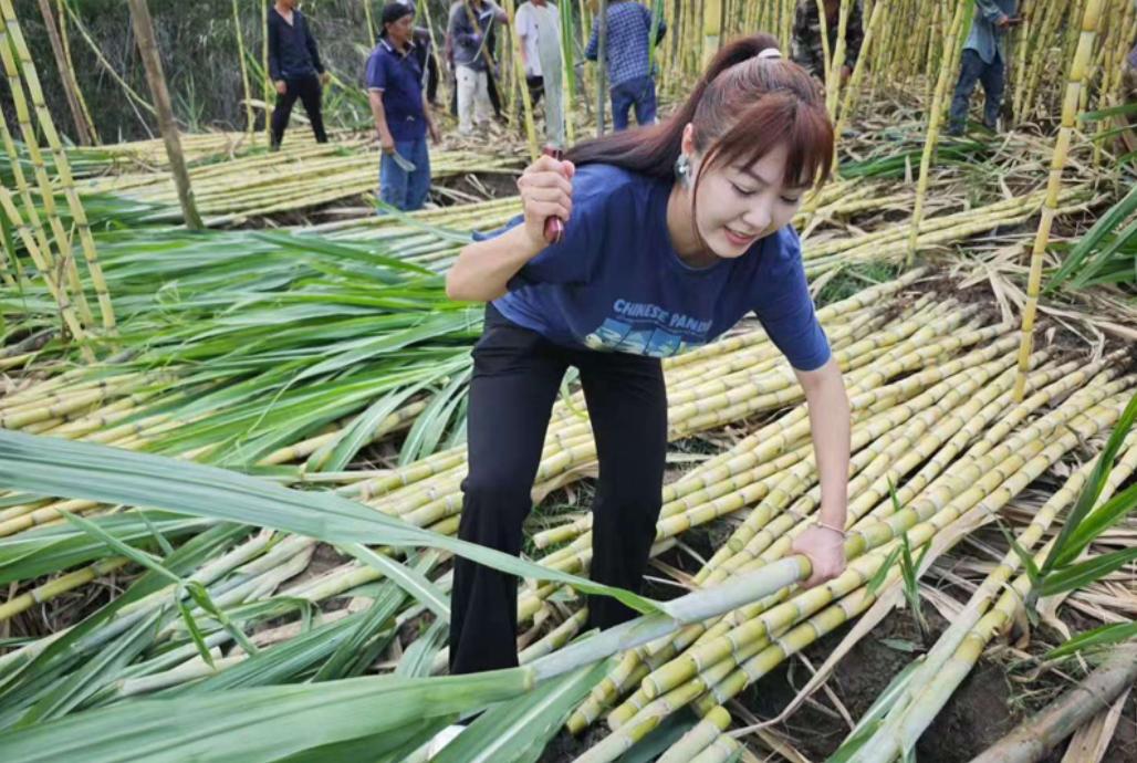 台湾小网红刘乐妍又把"台独"和绿营侧翼"青鸟"惹毛了。她讲："为啥我越往大陆的乡