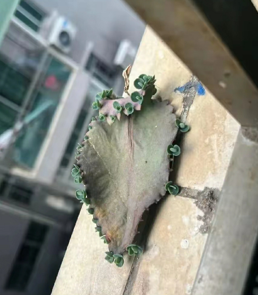 阳台上飘来一片树叶，拿起来一看居然发芽了。这是什么树叶生命力真顽强，能不能种起来