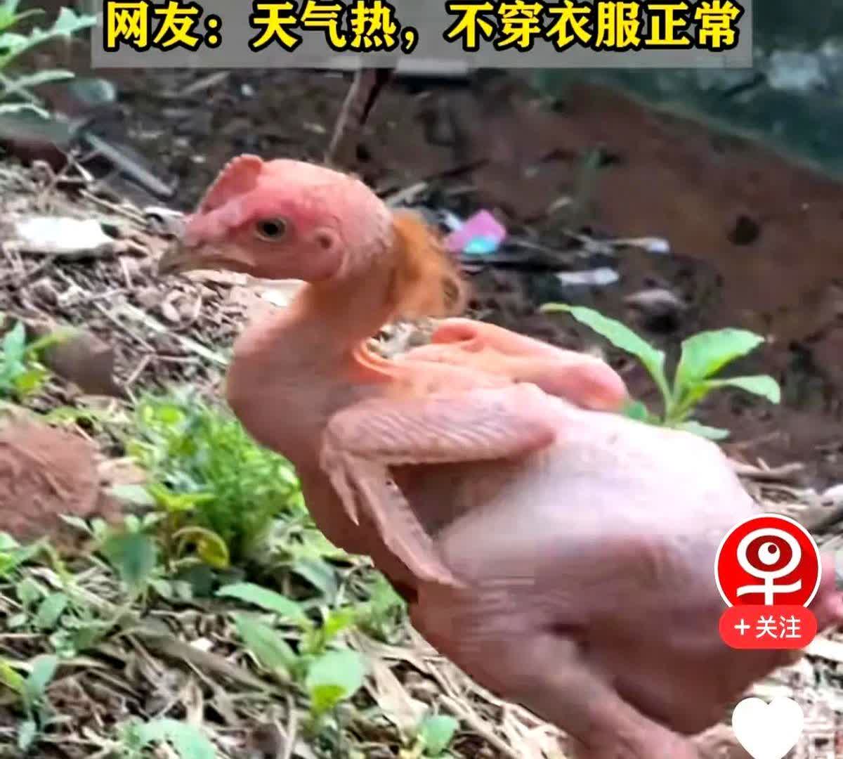 自带清凉模式！四川一女子在菜市场买了只公鸡，回家养了一段时间，发现这鸡越