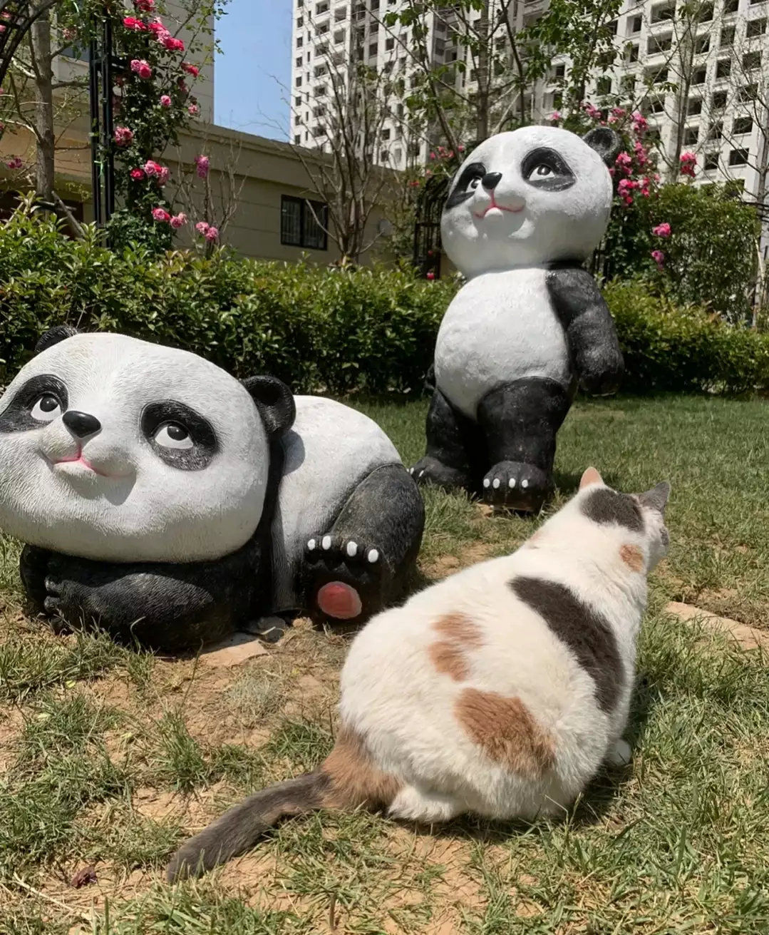 一直晒太阳的猪咪我跟我妈说这是猪，我妈说这是猪？我说叫猪咪，一种长得像猪的猫咪！