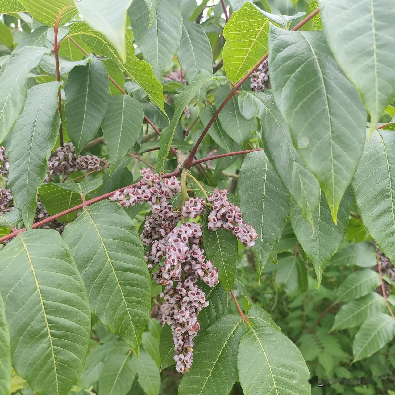 夏天出差三天，没有和我们打一个电话。同时，公公也回老家三天，每天和婆婆打二十分钟
