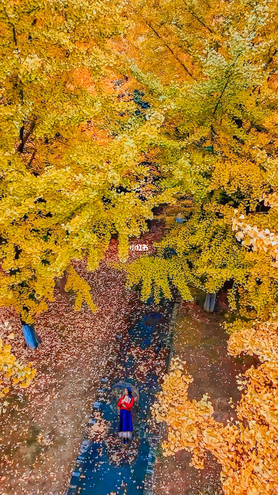 11.8实拍堤角公园银杏黄啦🔥人少出片！
