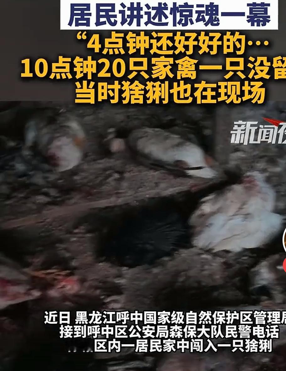 深夜惊魂！不速之客闯村咬死20余只家禽，应急人员火速出手拿下！