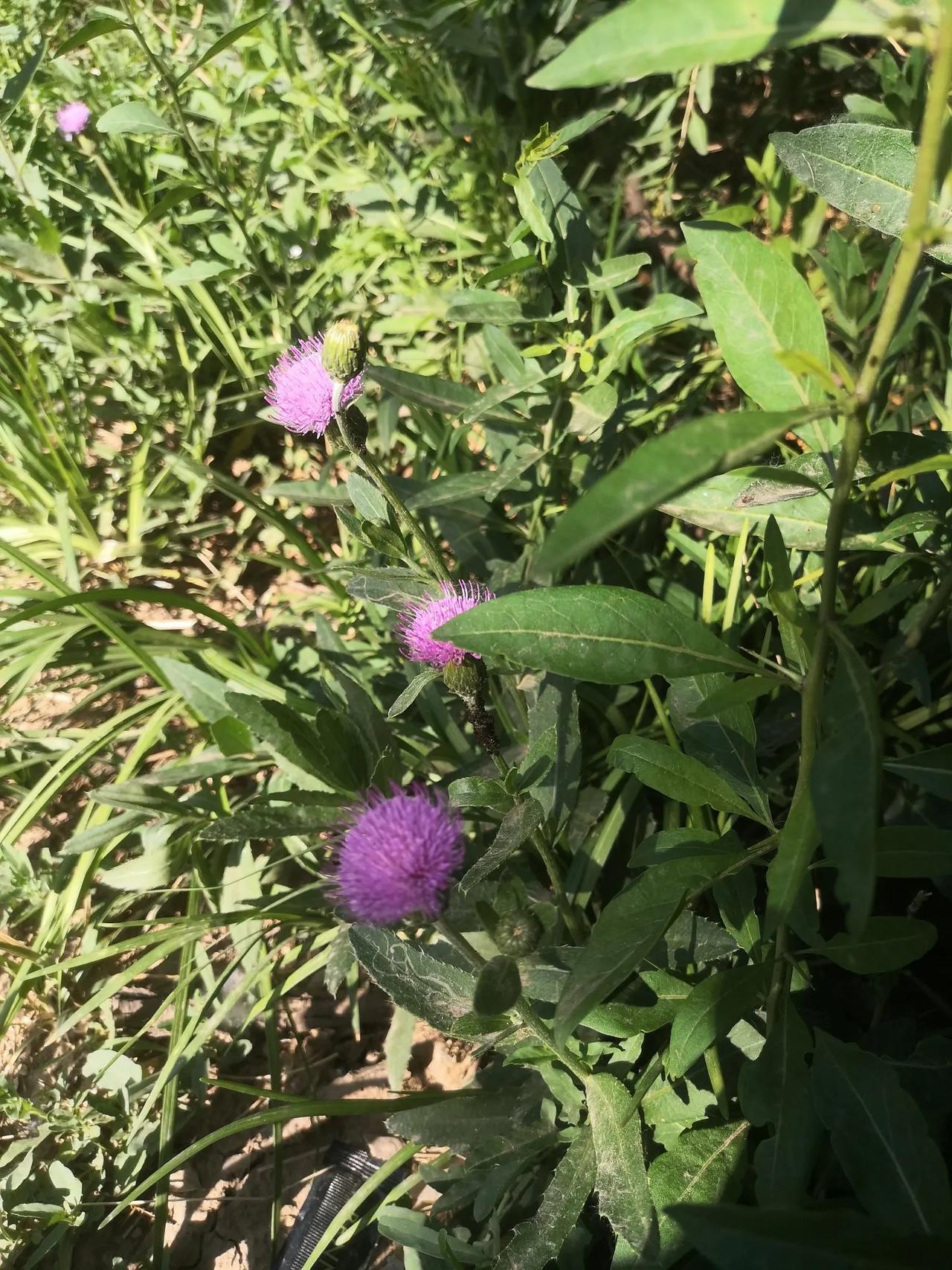 这是带刺的青叶菜，虽然是野生的，但在广大的华北平原上，到处可以生长。这几株老了，
