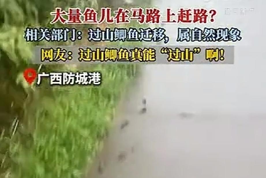 5月16日，广西防城港。暴雨过后，出现了自然奇观，大量的鱼群列队在水泥路上赶路。