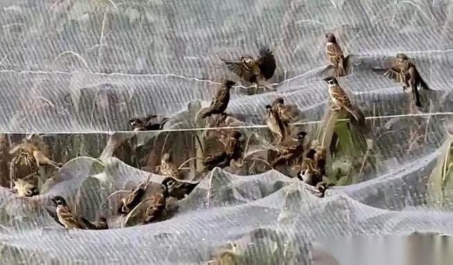 有人养麻雀，不为了吃肉，就盯着它屁股底下那点粪，晒干了，捻成粉，一斤能卖上百块，