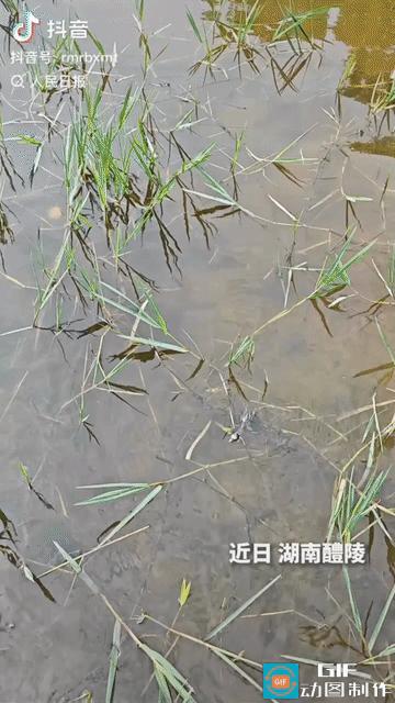 上人民日报了！”湖南，男子出门闲逛，发现一只受伤的小䴙鷉被困在水里，可怜又无助，