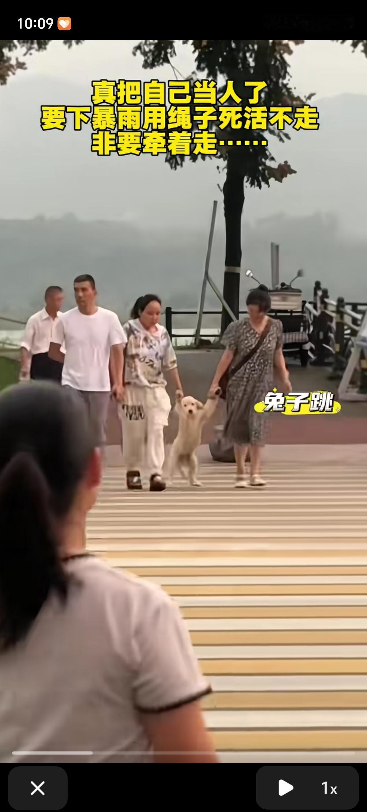 这是个任性的宝宝，明明可以用四条腿跑路，非得让人拎着用两条腿走路，结果不会走，只