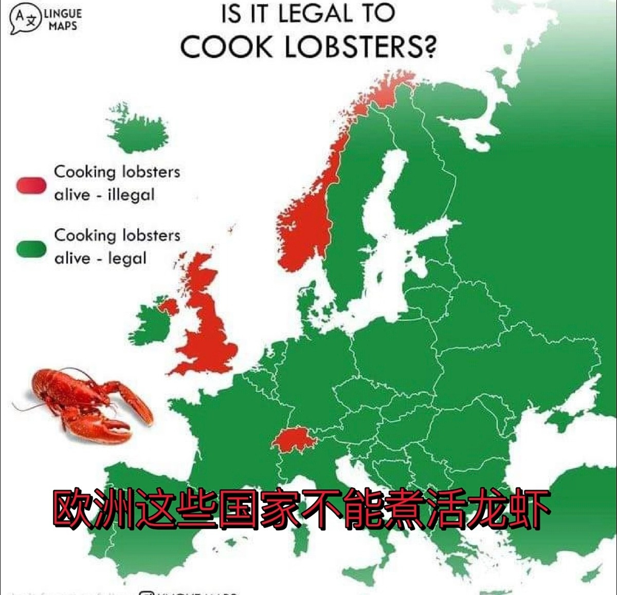 其实欧洲那边很多国家都不允许直接将龙虾生煮，但是说实话这样有点多此一举了，毕竟生