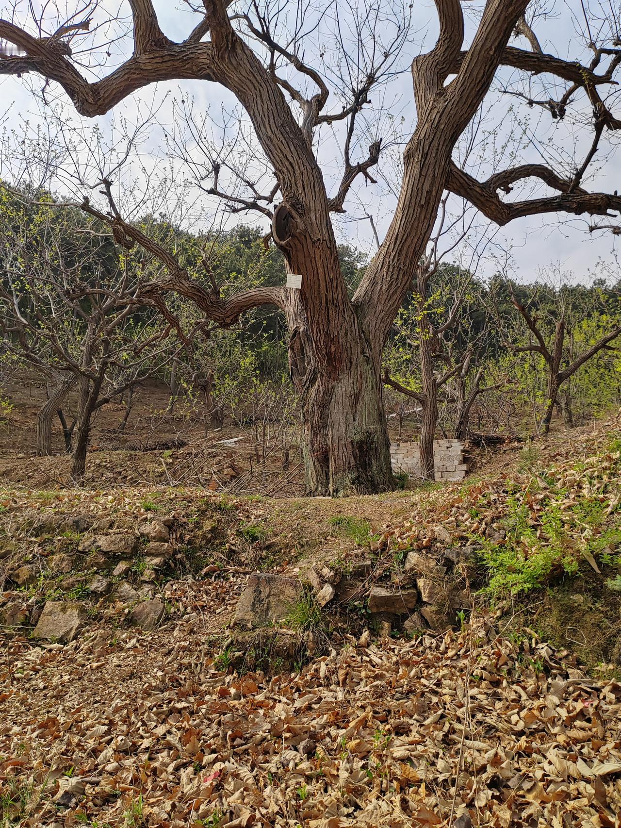 4月28日，迎来人社部举办的新闻发布会，退休老人翘首盼望的消息却未等来。新闻发布