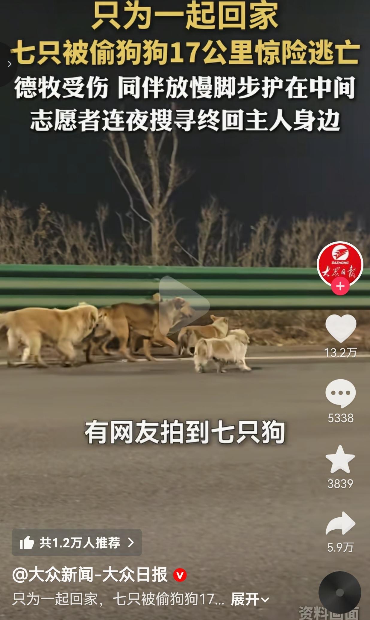 真的破防了！据大众日报的报道，吉林长春7只被偷的狗狗，从偷狗zei手里逃出来后，