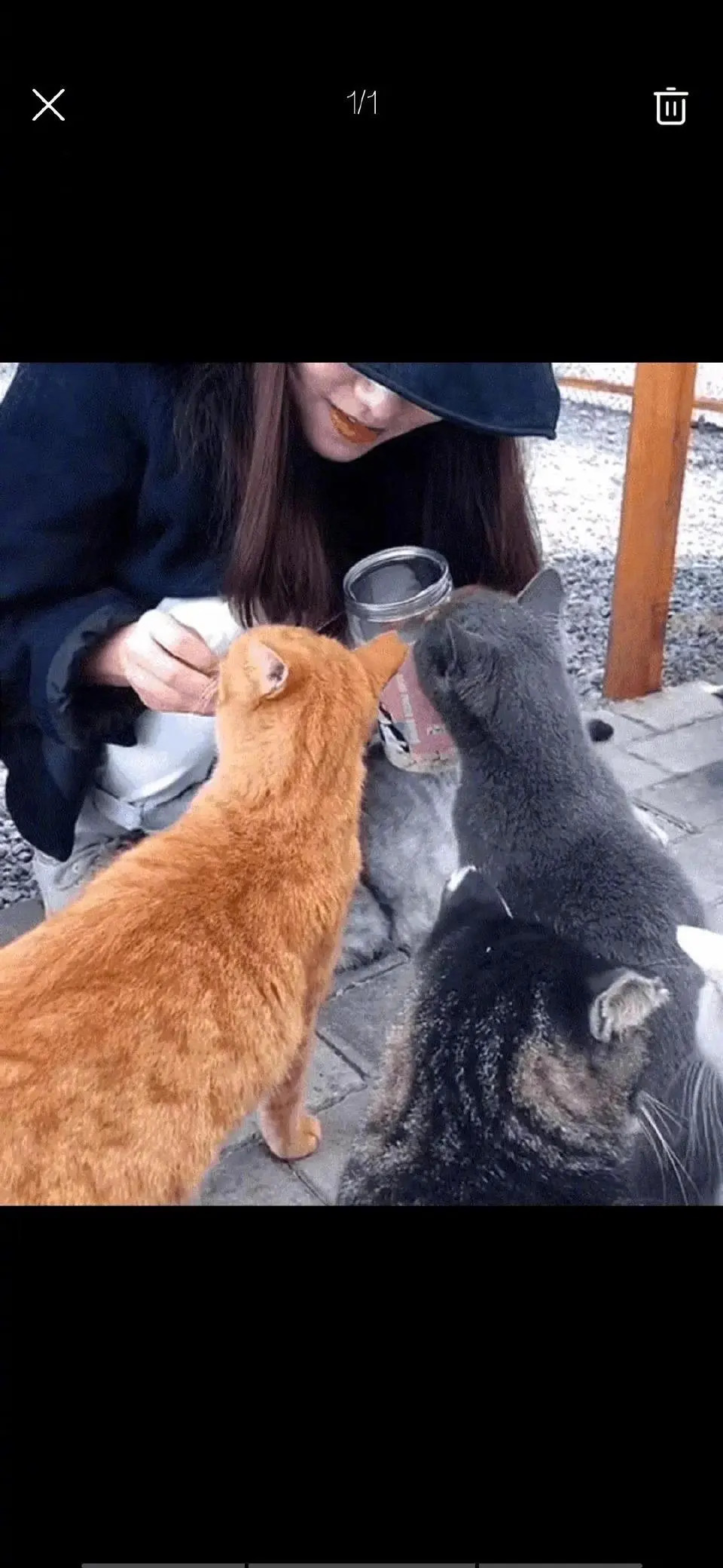 最近，北京一美女和猫的故事:她收养了30多只猫，个个都养得漂肥体壮。美女没有谈男