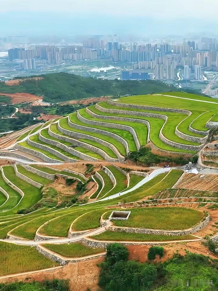 山上种稻子，平地盖楼房，这种景色非常的特别，按道理说，山上应该种的都是树，低洼的