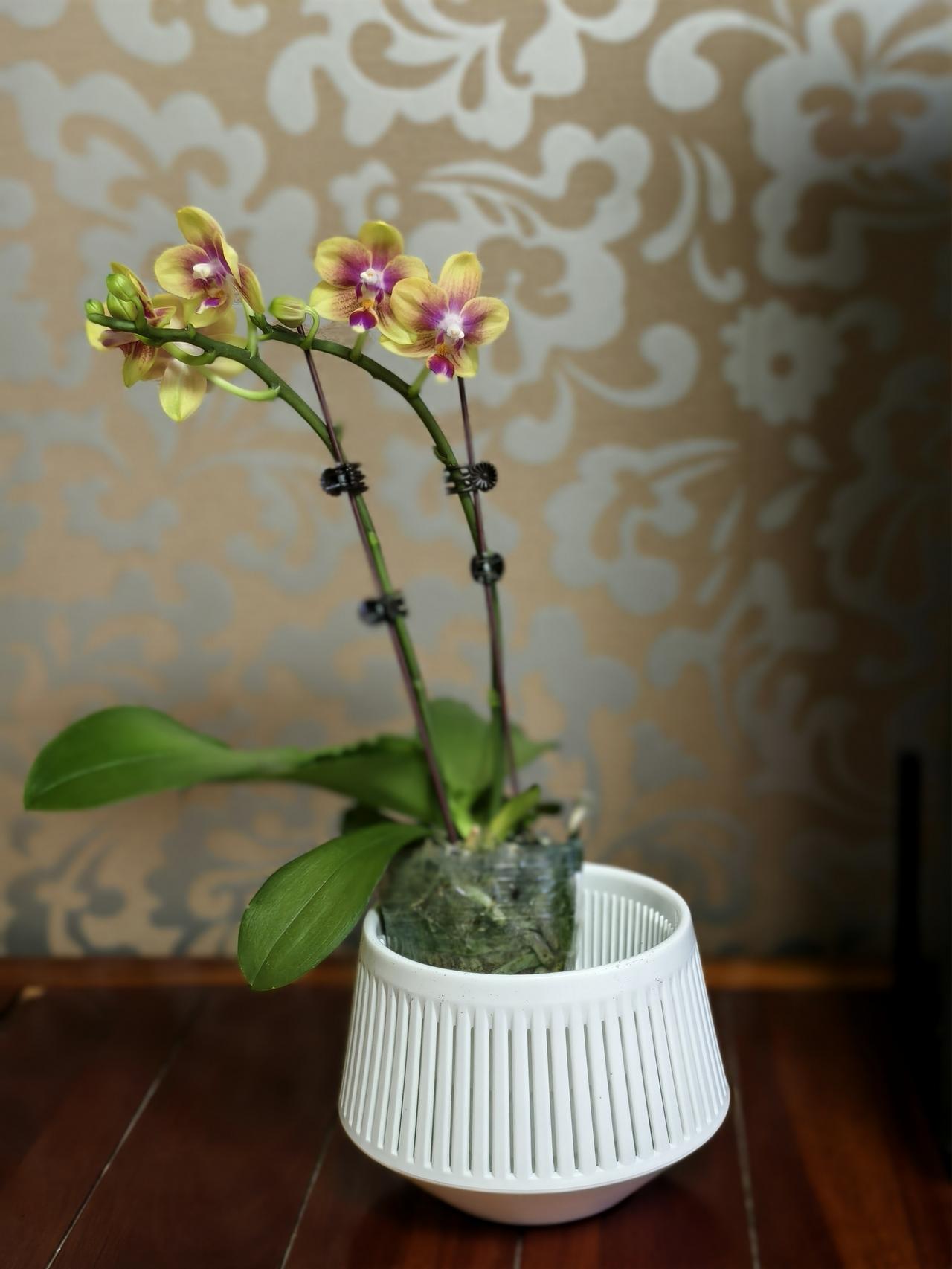 为了养好蝴蝶兰我买了3种盆。图6是花友给我推荐的，控根青山盆，口径14cm。