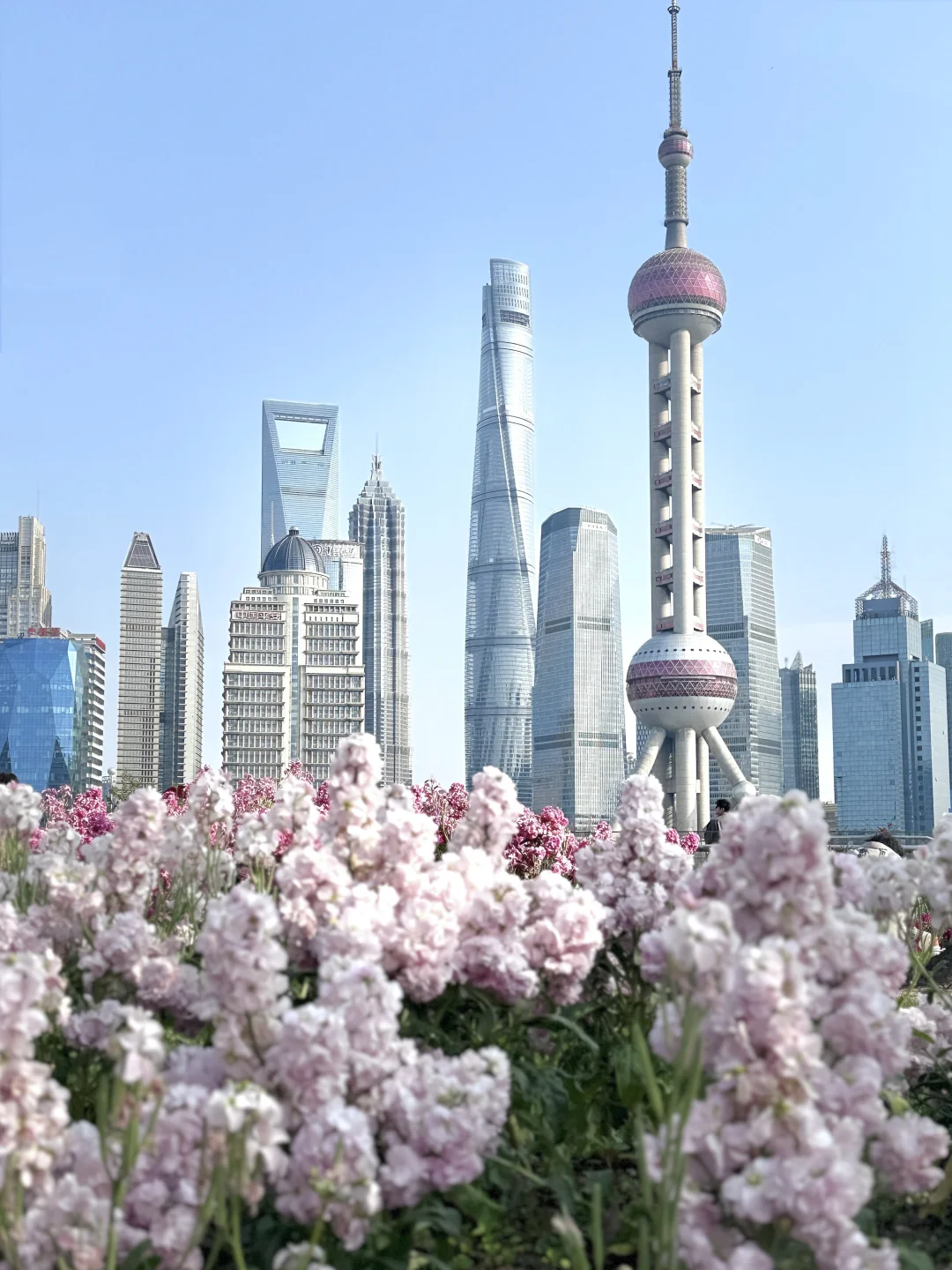 上海的花海已经next level了‼️附拍照机位
