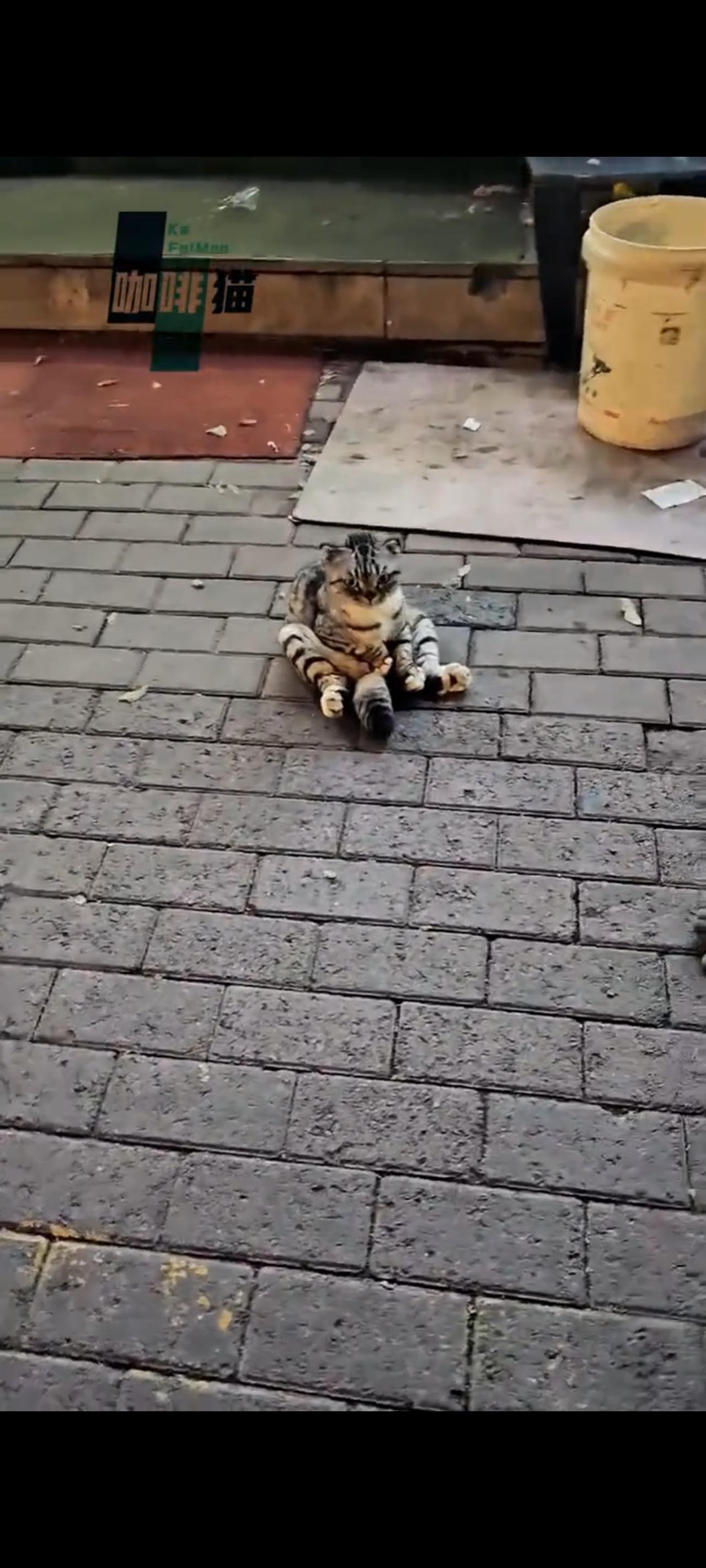 被人抛弃在街头的虎斑猫突然之间，满脑子一片空白，她不知道为何养育自己的主人会对他