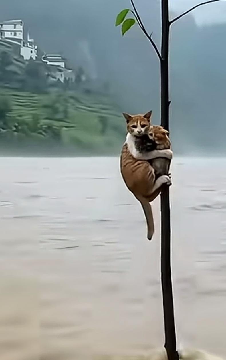 爱心无处不在，网友发的消防员抢救洪水中的“猫坚强”，这几只猫的求生欲望太强烈了！
